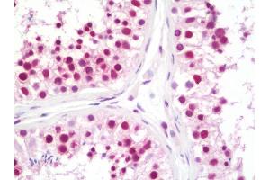 Anti-CPSF3 / CPSF antibody IHC staining of human testis. (CPSF3 抗体  (AA 634-684))