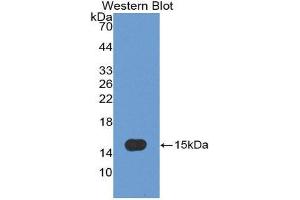 Western Blotting (WB) image for anti-Caspase 7, Apoptosis-Related Cysteine Peptidase (CASP7) (AA 207-303) antibody (ABIN3208609) (Caspase 7 抗体  (AA 207-303))