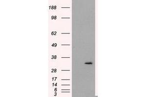 Image no. 3 for anti-Fumarylacetoacetate Hydrolase Domain Containing 2A (FAHD2A) antibody (ABIN1498183) (FAHD2A 抗体)