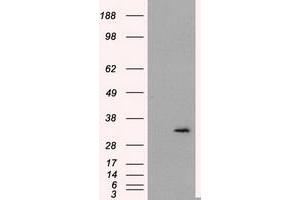 Image no. 3 for anti-Fumarylacetoacetate Hydrolase Domain Containing 2A (FAHD2A) antibody (ABIN1498183)