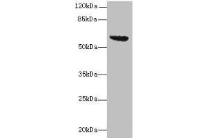Western blot All lanes: tar antibody at 16 μg/mL + DH5α whole cell lysate Secondary Goat polyclonal to rabbit IgG at 1/10000 dilution Predicted band size: 60 kDa Observed band size: 60 kDa (RBM8A 抗体  (AA 212-553))