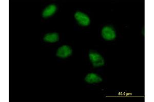 Immunofluorescence of purified MaxPab antibody to PAXIP1 on HeLa cell. (PAXIP1 抗体  (AA 1-757))