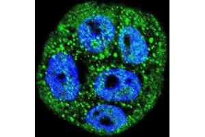 Immunofluorescence (IF) image for anti-Mucin 20, Cell Surface Associated (MUC20) antibody (ABIN2995265) (MUC20 抗体)