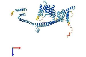 AlphaFold protein structure predicition of Human Recombinant CLHC1 Protein, UniprotID Q8NHS4