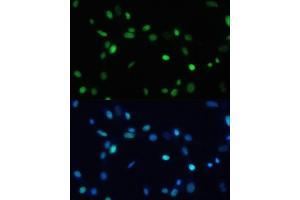 Immunofluorescence analysis of NIH-3T3 cells using SET/T antibody (ABIN6131353, ABIN6147631, ABIN6147634 and ABIN6221803) at dilution of 1:100. (SET/TAF-I 抗体  (AA 1-277))