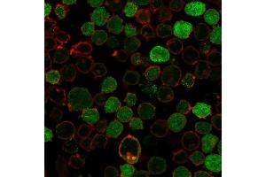 Immunofluorescence (IF) image for anti-B-Cell CLL/lymphoma 10 (BCL10) (AA 122-168) antibody (ABIN6940988)