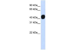 Western Blotting (WB) image for anti-Transforming Growth Factor beta 1 Induced Transcript 1 (TGFB1I1) (N-Term) antibody (ABIN2780989)