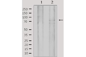 Western blot analysis of extracts from 293, using MYST2 Antibody. (MYST2 抗体  (Internal Region))