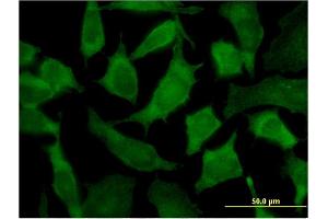 Immunofluorescence of monoclonal antibody to PA2G4 on HeLa cell. (PA2G4 抗体  (AA 1-110))