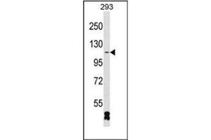 Western blot analysis of RBM26 Antibody (N-term) in 293 cell line lysates (35ug/lane). (RBM26 抗体  (N-Term))