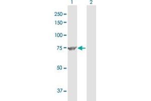 Western Blot analysis of MUT expression in transfected 293T cell line by MUT MaxPab polyclonal antibody. (MUT 抗体  (AA 1-750))