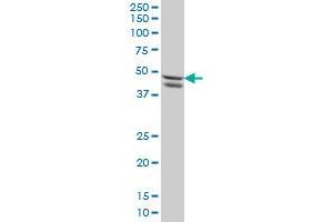 SMAD7 monoclonal antibody (M09), clone 1G10 Western Blot analysis of SMAD7 expression in HeLa (SMAD7 抗体  (AA 160-260))