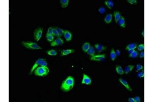 Immunofluorescent analysis of HepG2 cells using ABIN7165217 at dilution of 1:100 and Alexa Fluor 488-congugated AffiniPure Goat Anti-Rabbit IgG(H+L) (CNIH4 抗体  (AA 78-117))