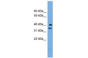 WB Suggested Anti-PNRC1 Antibody Titration: 0.