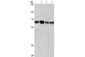 Western Blotting (WB) image for anti-Glyoxylate Reductase 1 Homolog (GLYR1) antibody (ABIN2433093) (GLYR1 抗体)