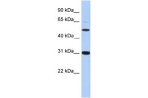 Western Blotting (WB) image for anti-Peptidase Inhibitor 16 (PI16) antibody (ABIN2463939) (PI16 抗体)