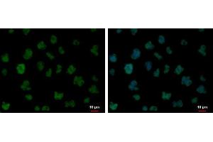 ICC/IF Image FUBP1 antibody detects FUBP1 protein at nucleus by immunofluorescent analysis.
