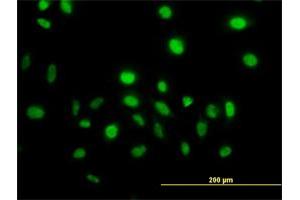 Immunofluorescence (IF) image for anti-Vav 1 Oncogene (VAV1) (AA 681-790) antibody (ABIN563363)