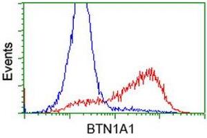 HEK293T cells transfected with either RC223852 overexpress plasmid (Red) or empty vector control plasmid (Blue) were immunostained by anti-BTN1A1 antibody (ABIN2452842), and then analyzed by flow cytometry. (BTN1A1 抗体)