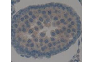 Immunohistochemistry (IHC) image for anti-Amyloid beta Precursor Protein (Cytoplasmic Tail) Binding Protein 2 (APPBP2) (AA 396-585) antibody (ABIN1866740)