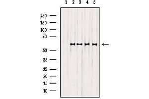 Western blot analysis of extracts from various samples, using EFNB1/2 Antibody. (EFNB1/2 抗体)
