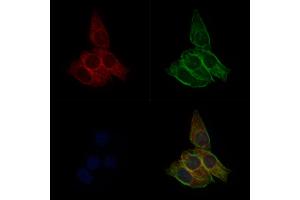 ABIN6264139 and ABIN6277592 staining Hela cells by IF/ICC. (PER3 抗体  (Internal Region))