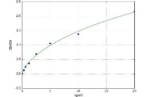 Fatty Acid Transport Protein 1 (FATP1) ELISA Kit