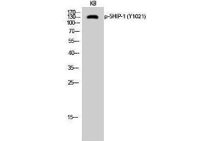 Western Blotting (WB) image for anti-Inositol Polyphosphate-5-Phosphatase, 145kDa (INPP5D) (pTyr1021) antibody (ABIN3182231)