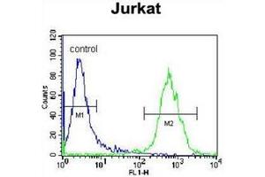 Flow cytometric analysis of Jurkat cells using OR4N4 Antibody (N-term) Cat. (OR4N4 抗体  (N-Term))