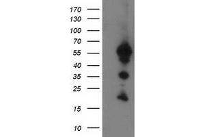 Image no. 1 for anti-UBX Domain Protein 2B (UBXN2B) antibody (ABIN1501658) (UBXN2B 抗体)