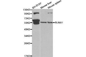 Western blot analysis of extracts of various cell lines, using RUNX1 antibody.