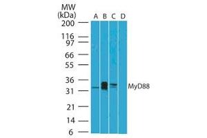 Image no. 1 for anti-Myeloid Differentiation Primary Response Gene (88) (MYD88) (AA 50-100) antibody (ABIN959910) (MYD88 抗体  (AA 50-100))