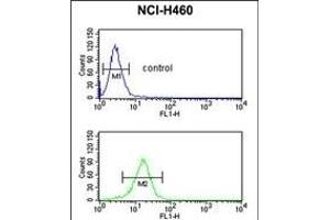 SERPINA4 Antibody (C-term) (ABIN391661 and ABIN2841572) flow cytometric analysis of NCI- cells (bottom histogram) compared to a negative control cell (top histogram). (SERPINA4 抗体  (C-Term))