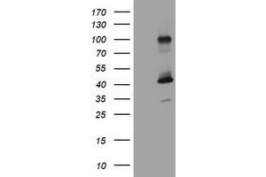 Image no. 1 for anti-Melanoma Antigen Family A, 9 (MAGEA9) antibody (ABIN1499264) (MAGEA9 抗体)