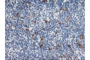 Image no. 1 for anti-Anaphase Promoting Complex Subunit 2 (ANAPC2) antibody (ABIN1496634) (ANAPC2 抗体)