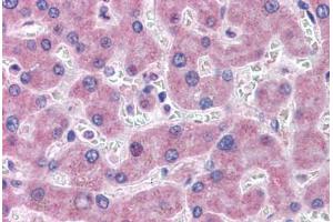 Anti-GFPT1 antibody  ABIN960779 IHC staining of human liver. (GFPT1 抗体  (N-Term))