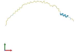 Protein Structure (PS) image for SNRPN Upstream Reading Frame (SNURF) (AA 1-71) protein (Fc Tag) (ABIN7556261)