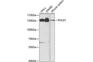 Western blot analysis of extracts of various cell lines using POLD1 Polyclonal Antibody at dilution of 1:1000. (POLD1 抗体)