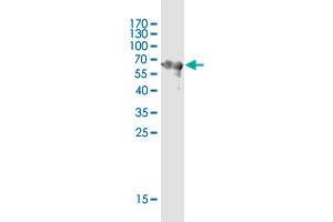 Western Blot detection against Immunogen (62. (LYPD3 抗体  (AA 1-346))
