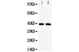 Western Blotting (WB) image for anti-Interferon Regulatory Factor 2 (IRF2) (AA 249-266), (C-Term) antibody (ABIN3043040) (IRF2 抗体  (C-Term))