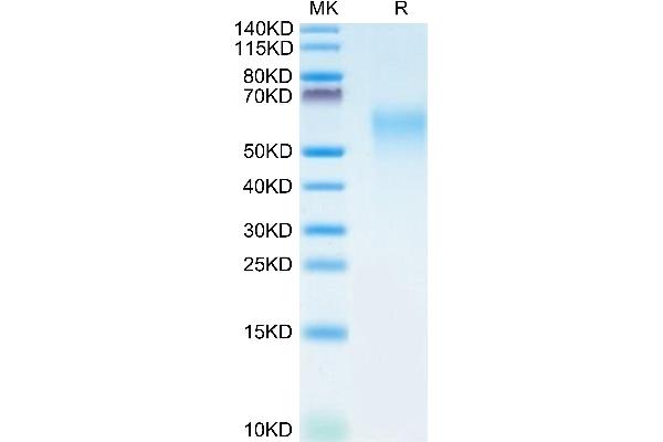 CRTAM Protein (AA 18-287) (His tag)
