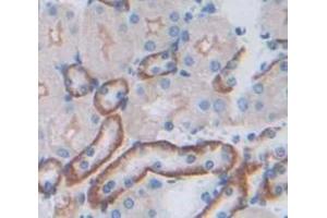 IHC-P analysis of Mouse Tissue, with DAB staining. (FGFRL1 抗体  (AA 164-374))