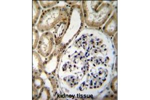 BRUNOL6 Antibody immunohistochemistry analysis in formalin fixed and paraffin embedded human kidney tissue followed by peroxidase conjugation of the secondary antibody and DAB staining.