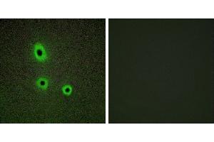 Peptide - +Immunofluorescence analysis of A549 cells, using EFNA5 antibody. (Ephrin A5 抗体  (Internal Region))