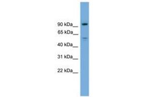 Image no. 1 for anti-Chromosome 16 Open Reading Frame 71 (C16ORF71) (AA 431-480) antibody (ABIN6746358) (C16ORF71 抗体  (AA 431-480))