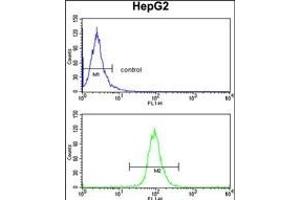 TNFAIP2 Antibody (Center) (ABIN390522 and ABIN2840874) flow cytometry analysis of HepG2 cells (bottom histogram) compared to a negative control cell (top histogram).
