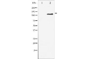 Western blot analysis of M-CSF Receptor phosphorylation expression in LPS treated 293 whole cell lysates,The lane on the left is treated with the antigen-specific peptide. (CSF1R 抗体  (pTyr809))