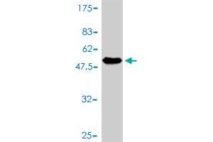 Western Blot detection against Immunogen (56. (FHL5 抗体  (AA 1-284))