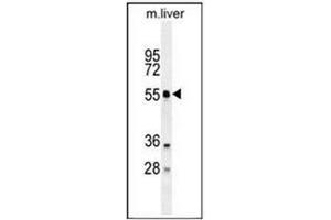 Western blot analysis in mouse liver tissue lysates using ATG4D Antibody (N-term) Cat. (ATG4D 抗体  (N-Term))