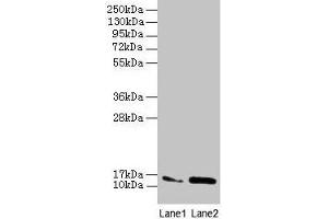 Western blot All lanes: MMGT1 antibody at 12 μg/mL Lane 1: Hela whole cell lysate Lane 2: 293T whole cell lysate Secondary Goat polyclonal to rabbit IgG at 1/10000 dilution Predicted band size: 15, 22 kDa Observed band size: 15 kDa